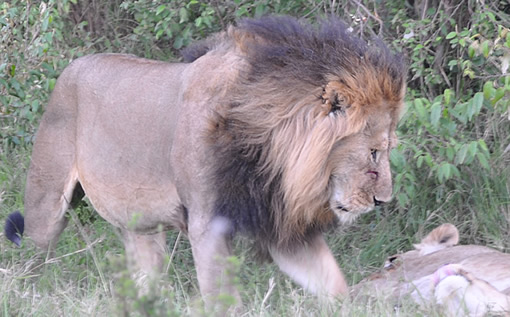 lioness in maasai mara plains 2012