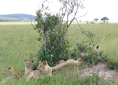 lion pack in the masai mara